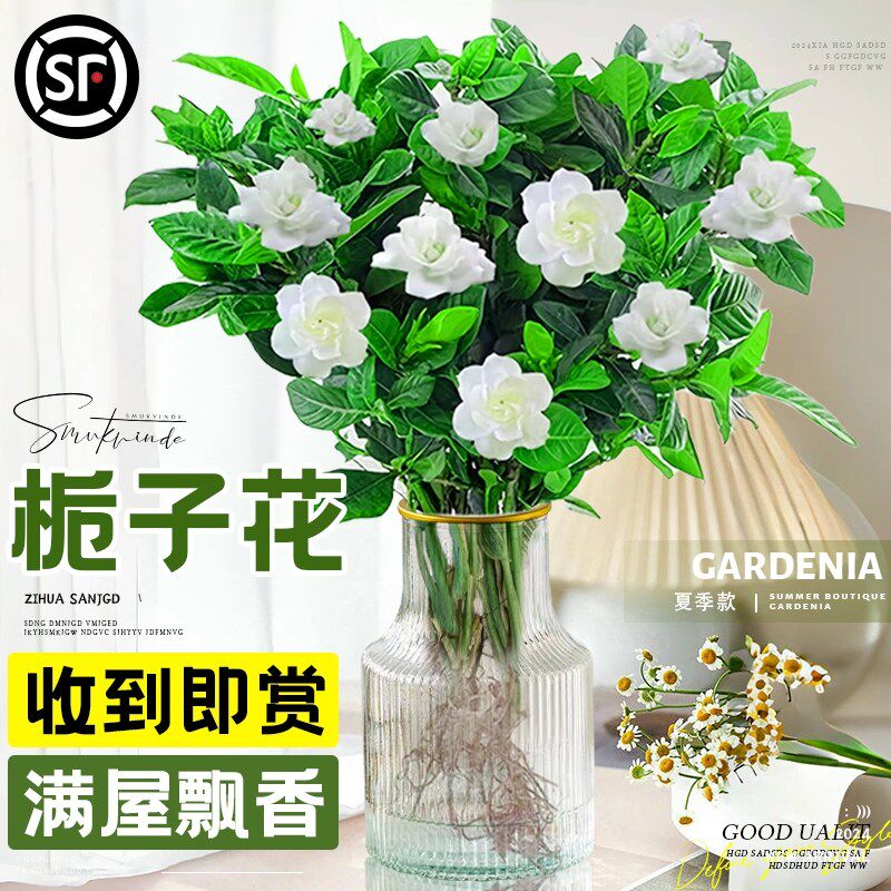 栀子花水培植物盆栽带花苞办公室内桌面养懒人鲜花束绿植水养花卉