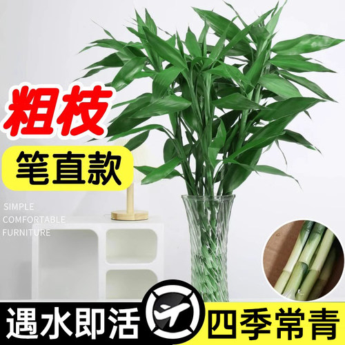 富贵竹水培植物转运竹子带根水养室内客厅绿植盆栽观音竹四季好养