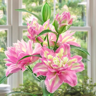 重瓣香水百合花种球四季开花好养活花苗花卉植物阳台盆栽百合球根
