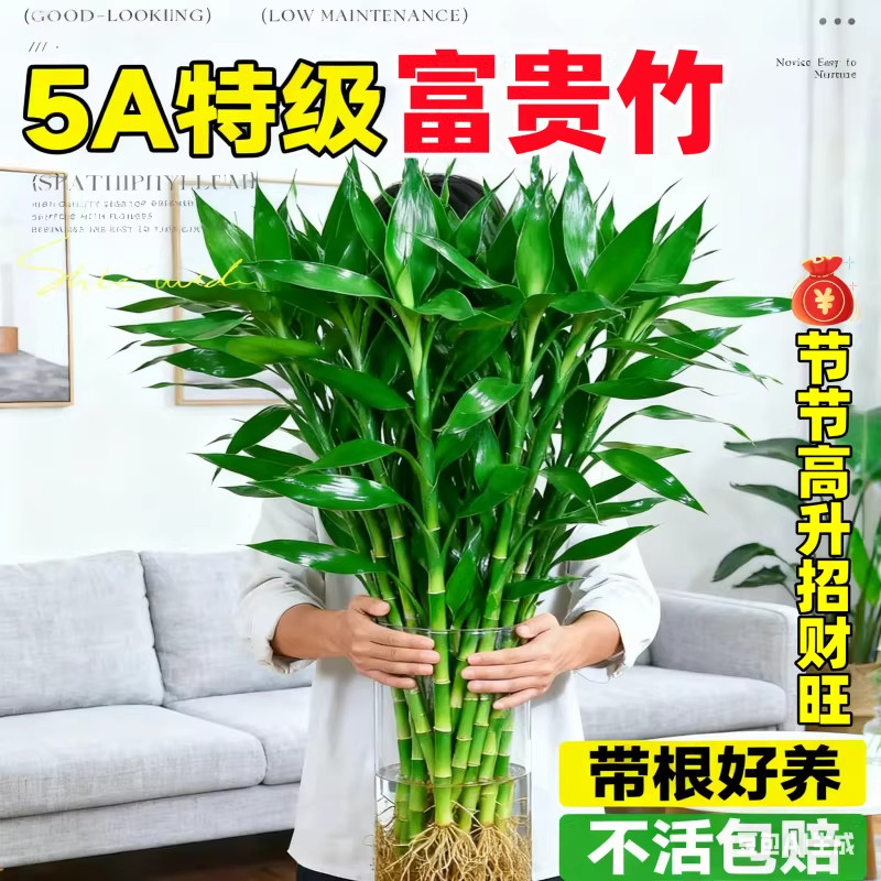 富贵竹水培植物客厅招财花卉绿植室内盆栽观音竹带根转运竹发财竹