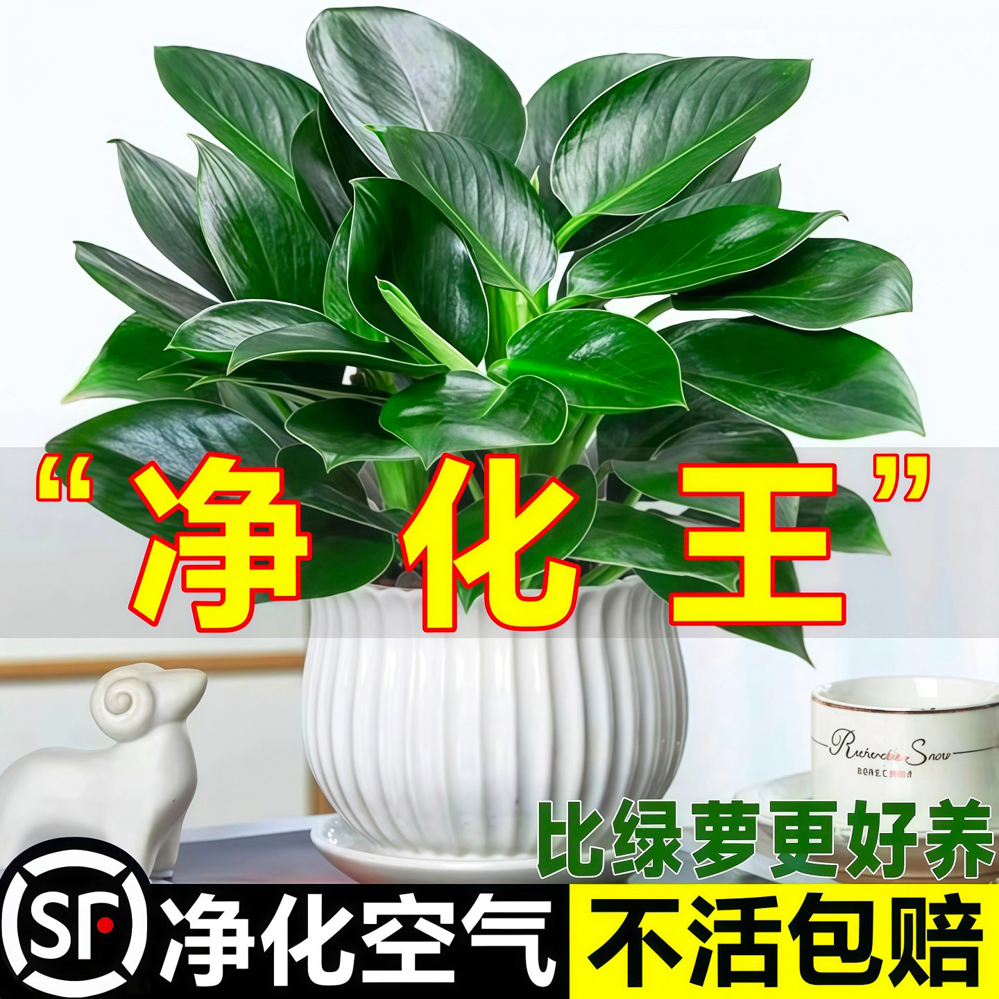 金钻绿植盆栽绿萝箩室内植物花卉水培办公室多肉净化空气去除甲醛