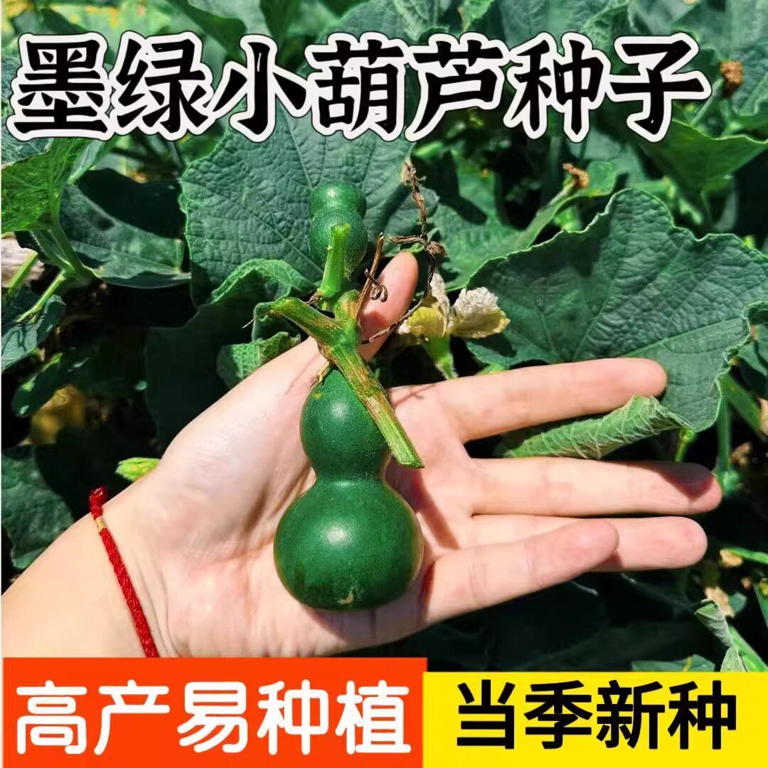 墨绿小葫芦种子盆栽手捻葫芦种子文玩亚腰种籽盆栽阳台超小葫芦种