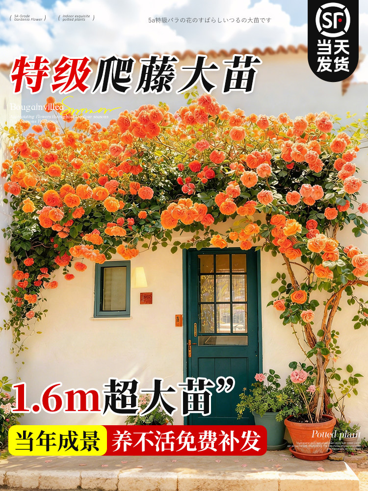 藤本月季蔷薇花大苗庭院阳台爬藤木香植物花卉爬墙玫瑰好养活盆栽