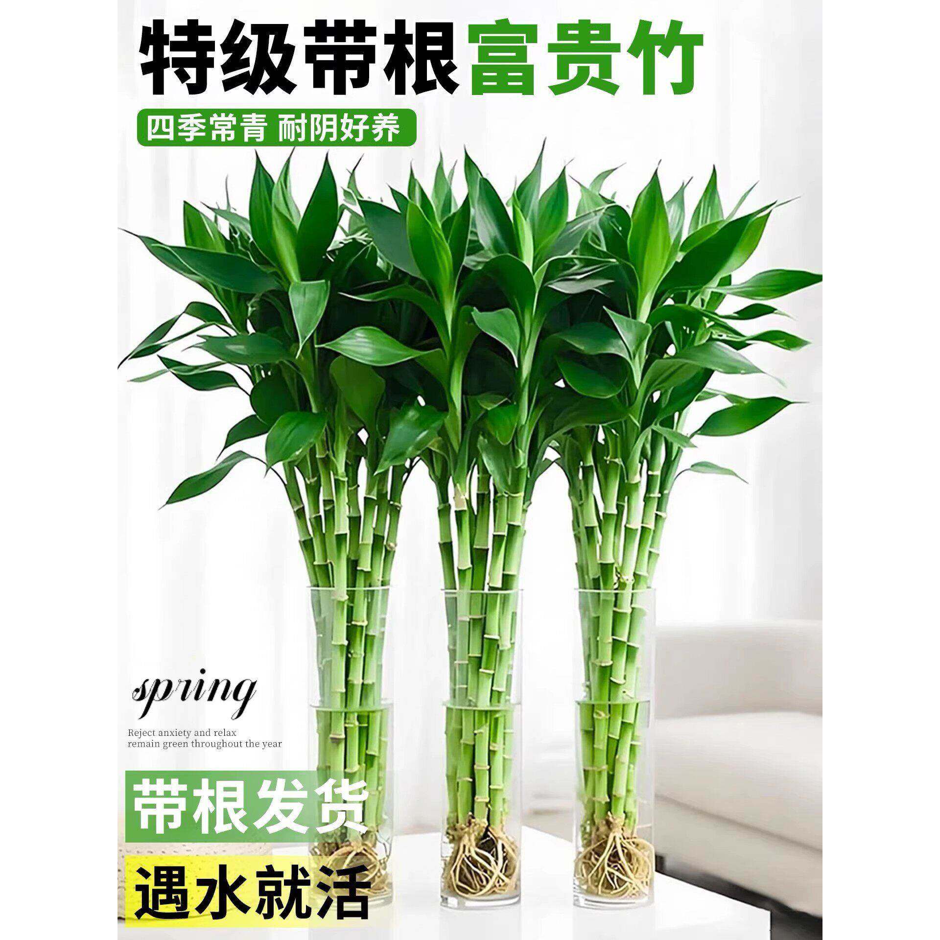 带根富贵竹水培植物客厅新年装饰花卉绿植盆栽水竹子观音竹文昌竹