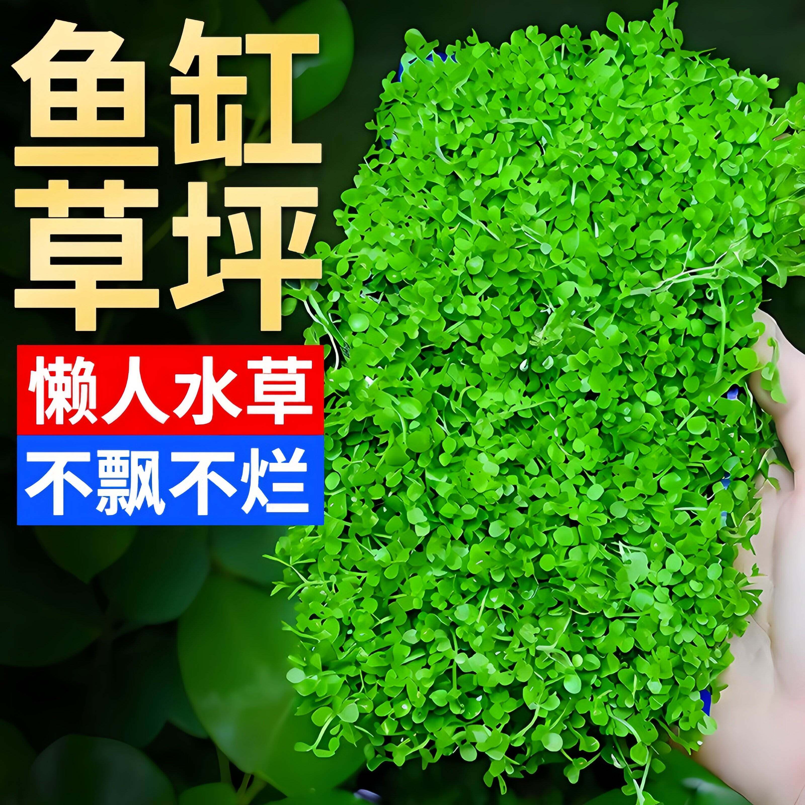 水草鱼缸专用造景摆件莫斯植物爬地矮珍珠日本趴地增氧高珍珠水草