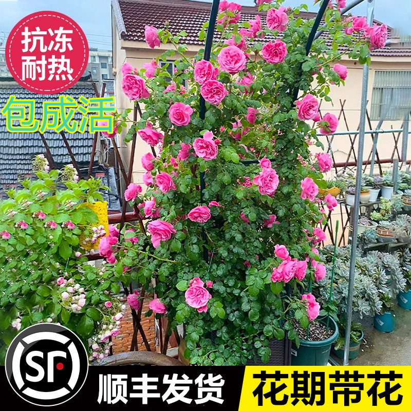 蔷薇花苗藤本月季特大浓香庭院爬藤植物花卉盆栽阳台玫瑰爬墙四季