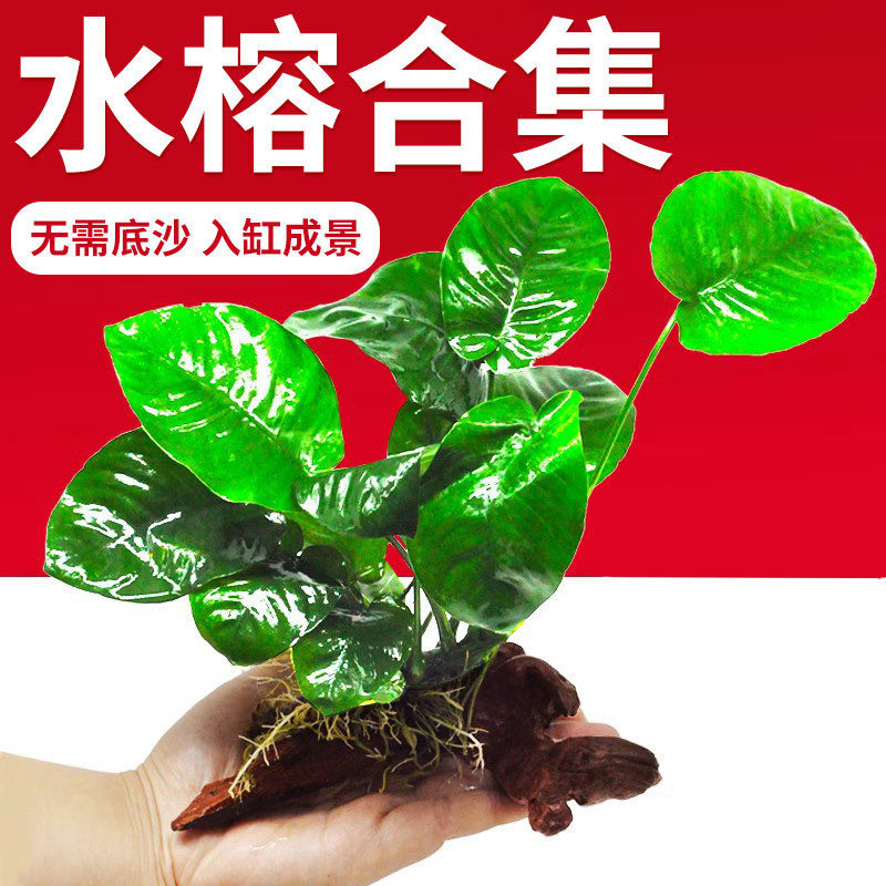 水榕水草沉木水草懒人阴性活体九冠鱼缸真草植物大叶榕迷你榕造景