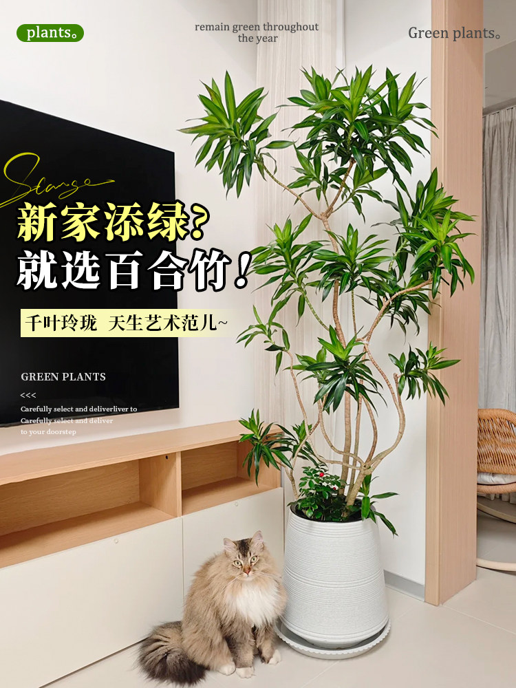 百合竹客厅绿植大盆栽室内大型植物高级感大气上档次落地大号好养