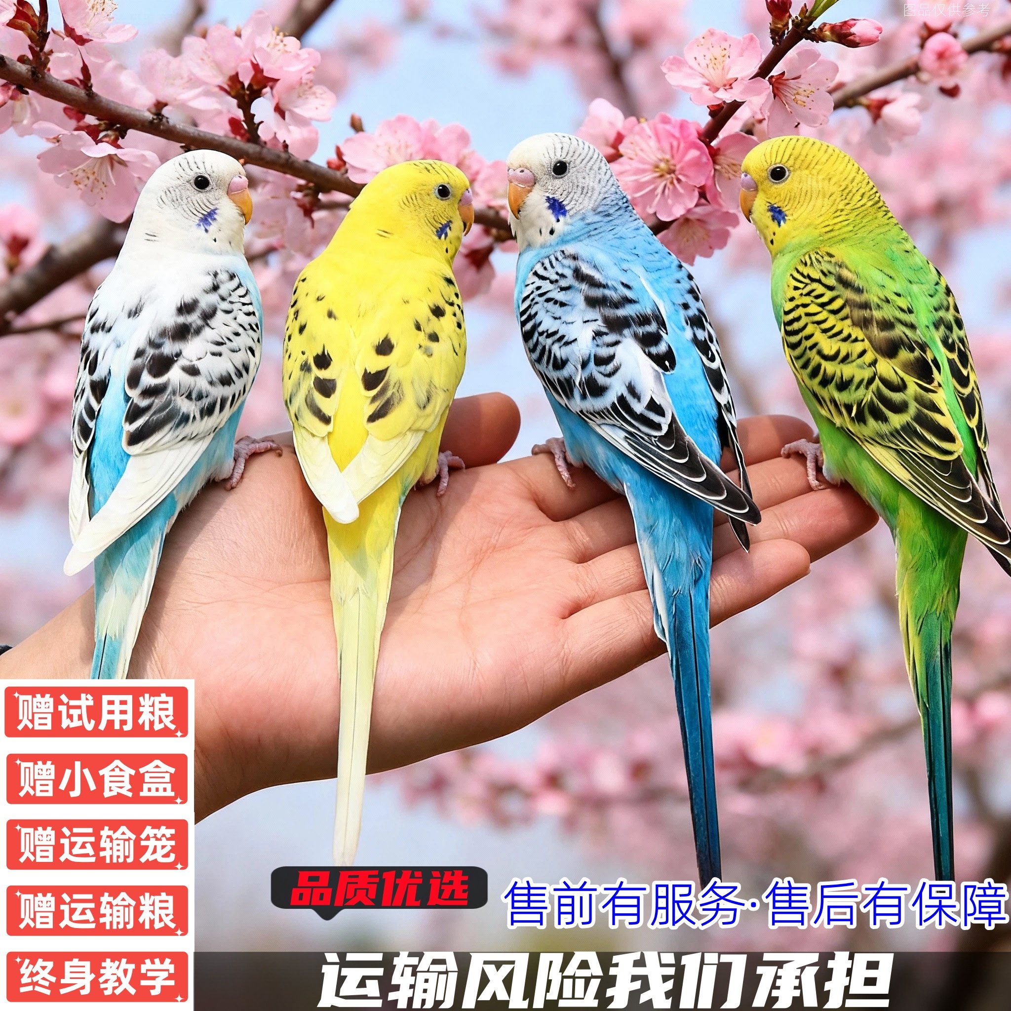 鹦鹉活鸟鸟活物玄风云斑鹦鹉中小型会说话鹦鹉活体物宠物虎皮鹦鹉