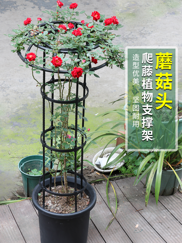 园艺植物爬藤架月季铁线莲蓝雪花攀爬伞形花架绿植支撑杆固定支架