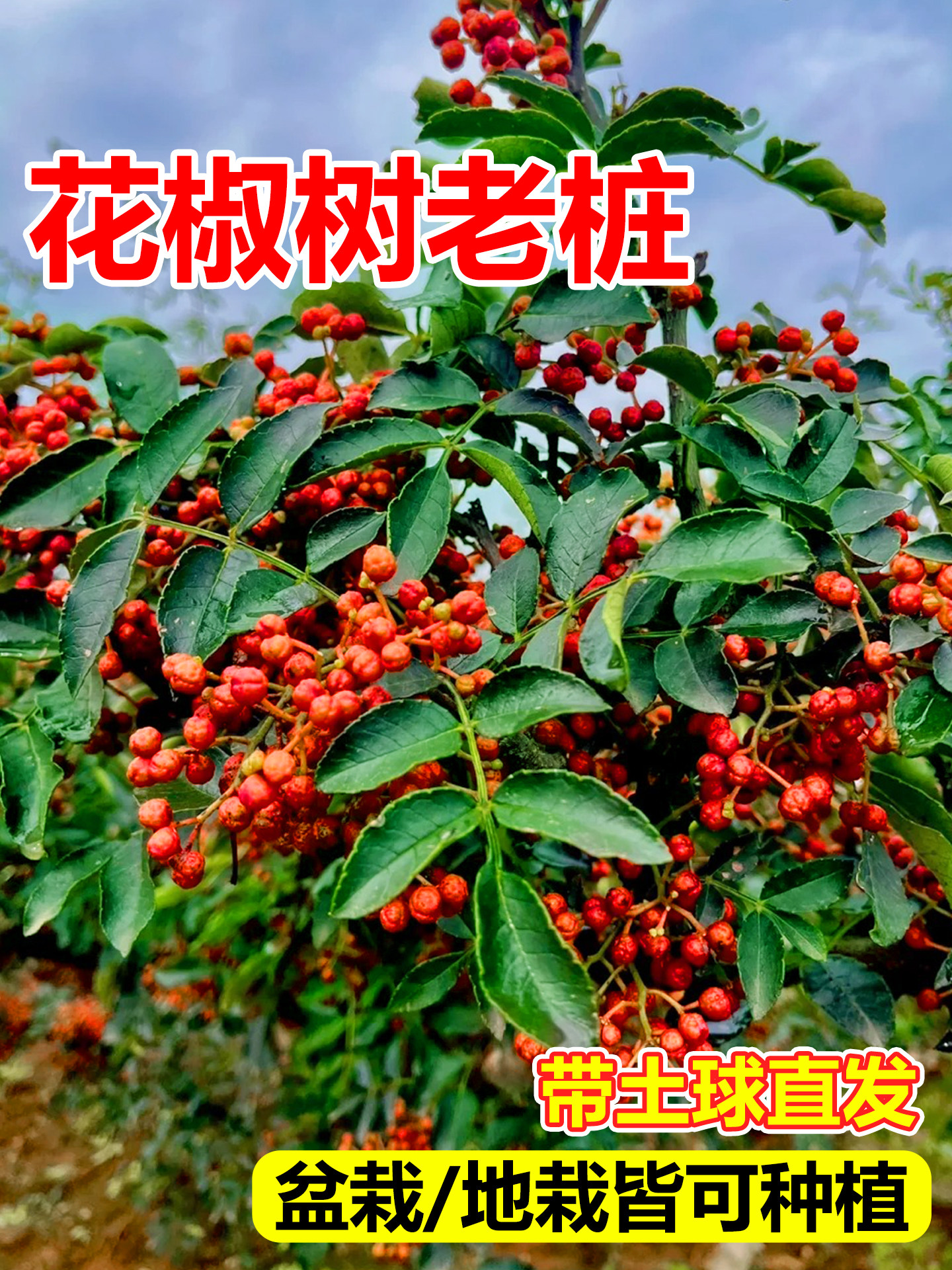 汉源大红袍花椒树老桩当年结果图片