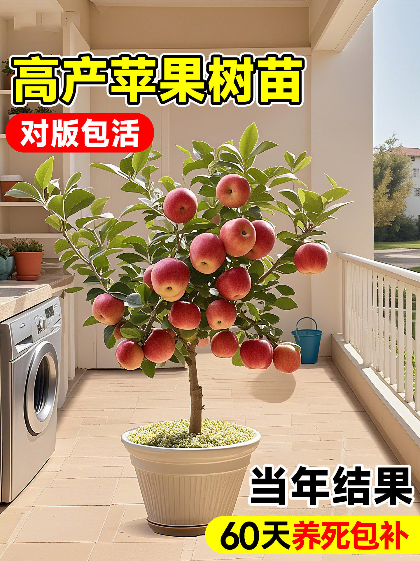 矮化苹果树苗盆栽老桩嫁接当年结果阳台室内庭院种植四季果树果苗
