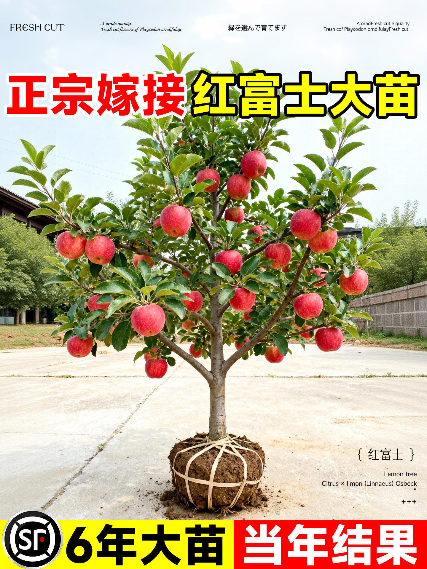 红富士冰糖心苹果苗当年结果耐寒