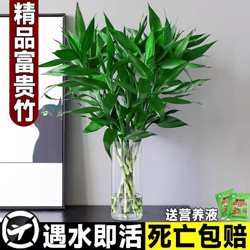 富贵竹水培植物观音竹室内水养发财树带根客厅旺宅绿植花卉萝盆栽