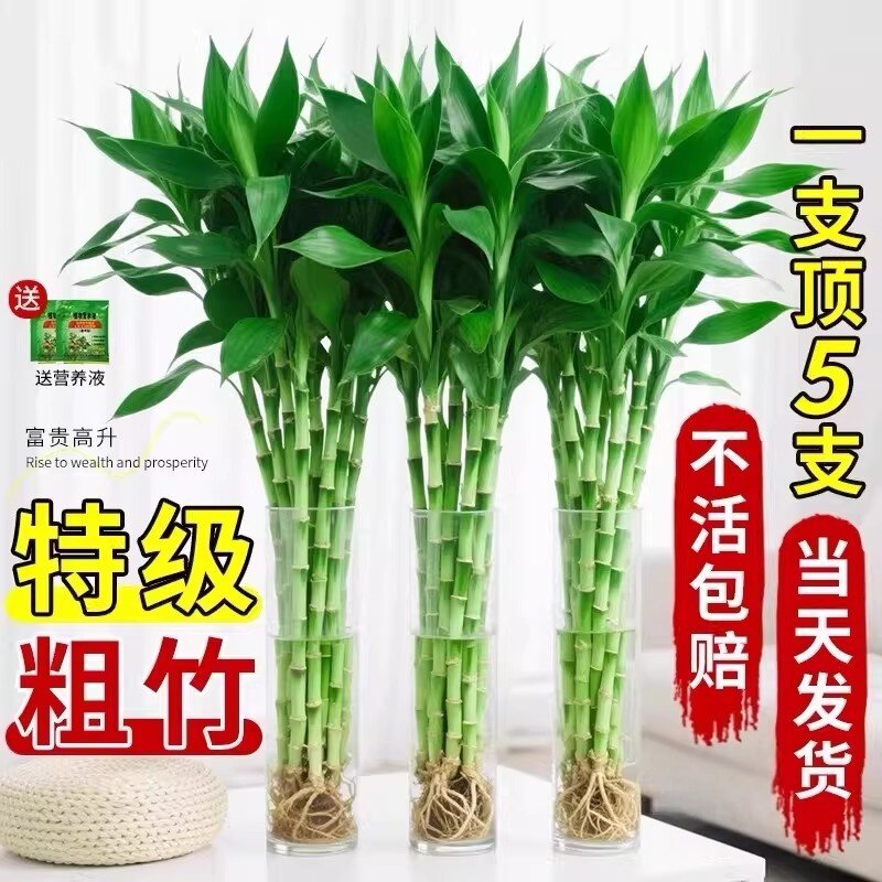 富贵竹水养水培植物室内盆栽好养活绿植净化空气招财粗杆竹耐阴