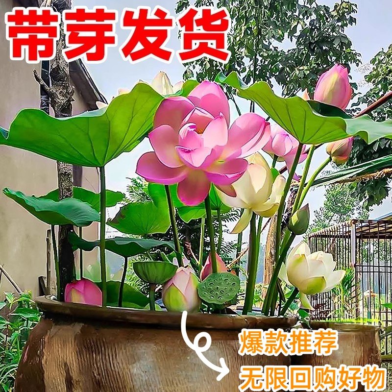 荷花藕种观赏盆栽水培莲花缸栽莲藕苗鱼池塘水生植物花卉碗莲睡莲