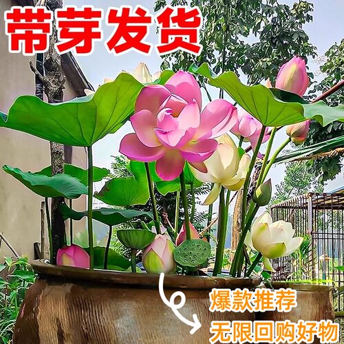 荷花藕种观赏盆栽水培莲花缸栽莲藕苗鱼池塘水生植物花卉碗莲睡莲