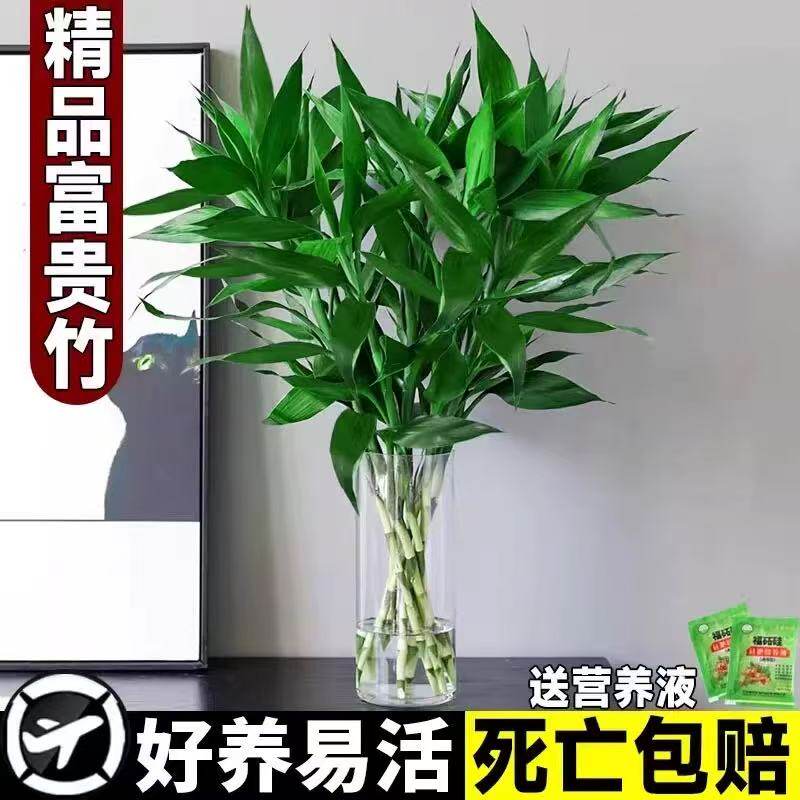 富贵竹水培植物招财绿植好养活室内花盆栽观音竹转运竹发财竹