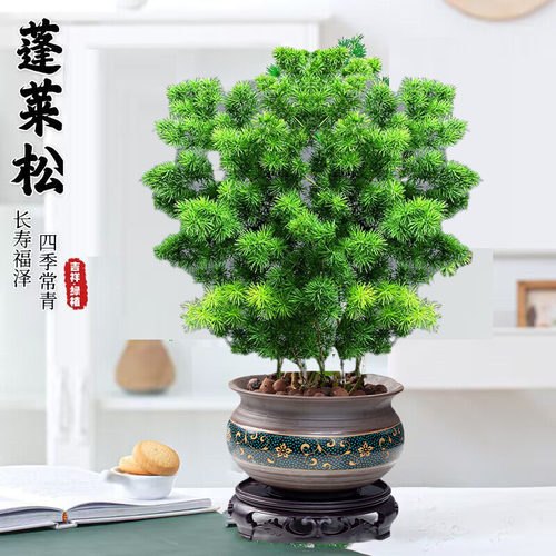 蓬莱松盆栽室内植物耐寒客厅花卉绿植好养桌面迎客四季常青小盆景
