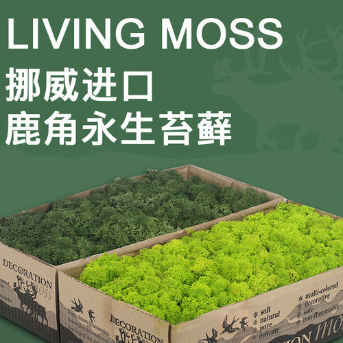挪威永生苔藓墙仿真苔藓进口永生青苔仿真植物墙永生花DIY微景观