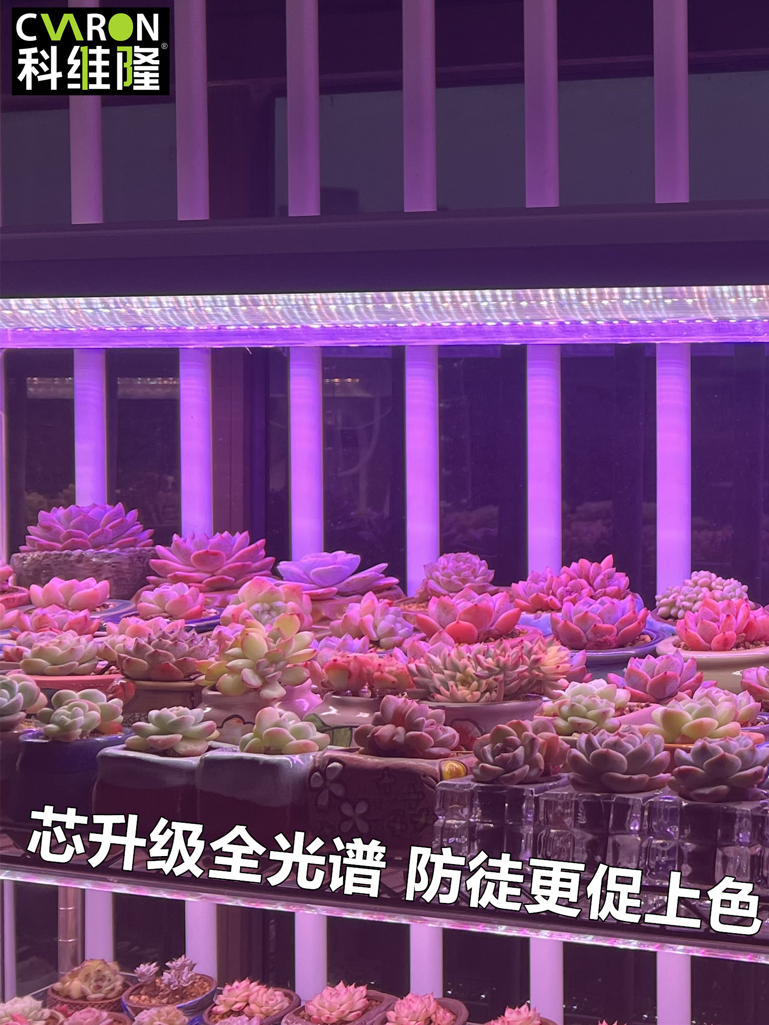 多肉补光灯家用上色全光谱led仿太阳日照花架室内枝干补光灯