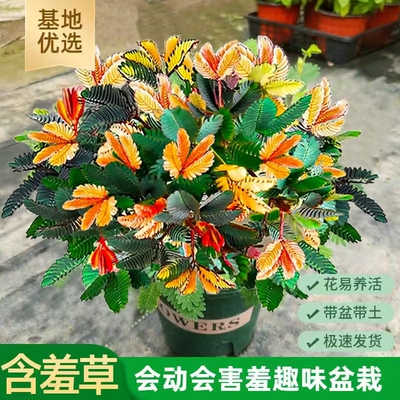 新疆包邮含羞草盆栽室内植物彩色害羞草花苗办公桌面绿植阳台好养