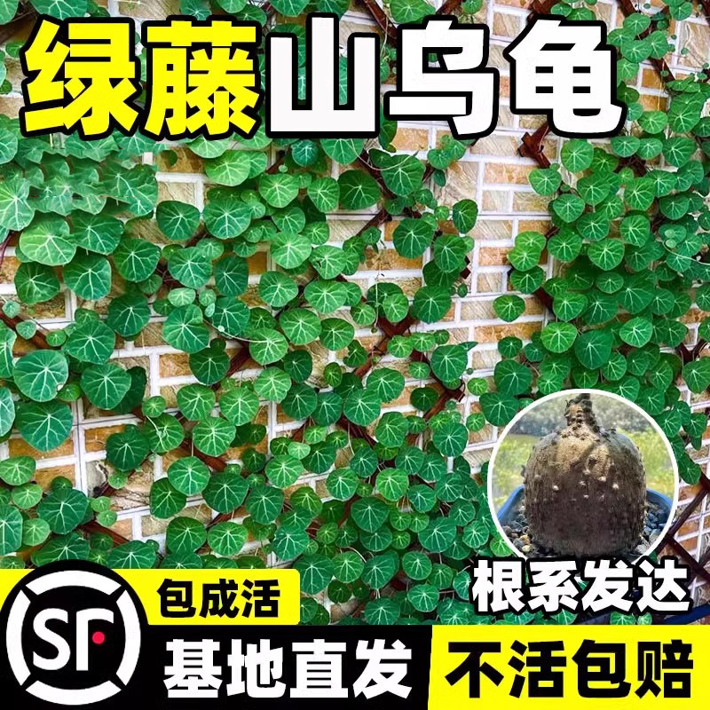 新疆包邮绿藤山乌龟大型室内外网红爬藤植物造景绿植墙金不换盆栽