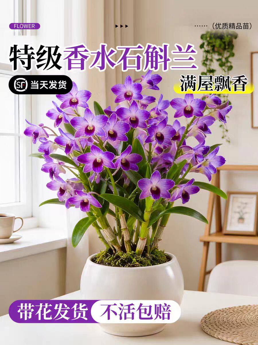 七彩香水石斛兰盆栽带花水培四季好养浓香型室内客厅桌面花卉耐寒