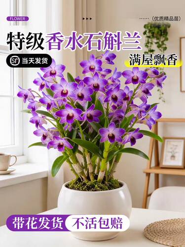 七彩香水石斛兰盆栽带花水培四季好养浓香型室内客厅桌面花卉耐寒