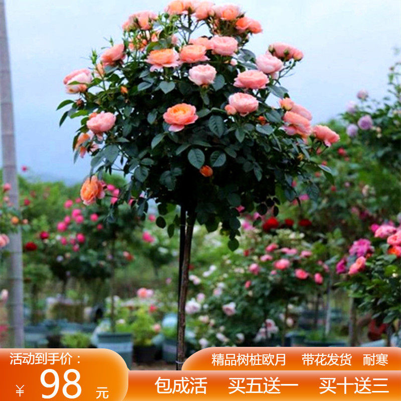 欧月棒棒糖树桩月季花苗特大花浓香盆栽玫瑰树阳台庭院耐寒四季开