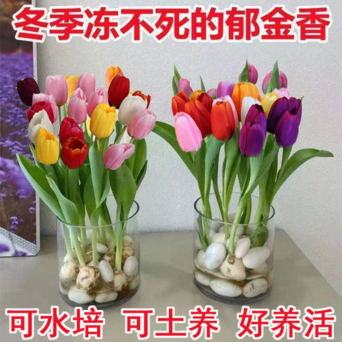 郁金香种球四季开花易成活