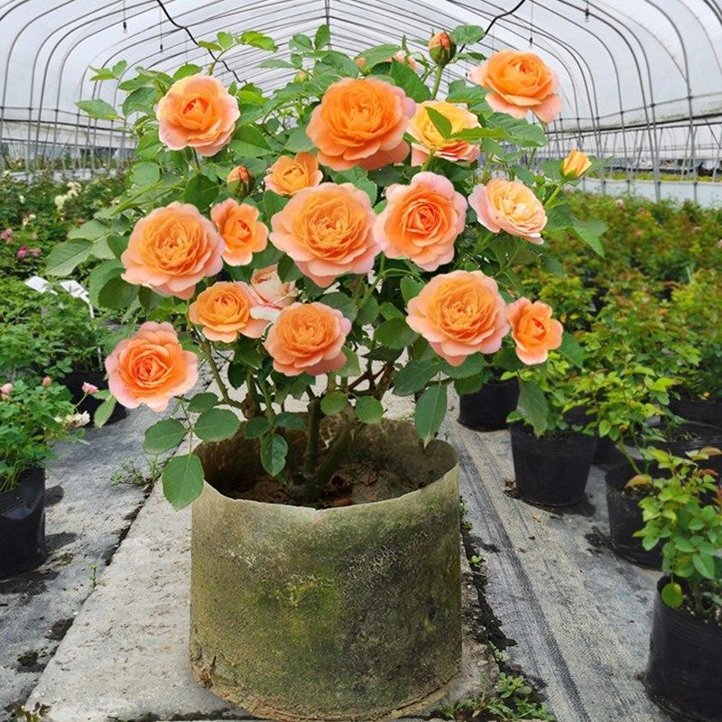 大花微型香水月季大苗果汁阳台四季玫瑰花苗盆栽庭院浓香花卉植物