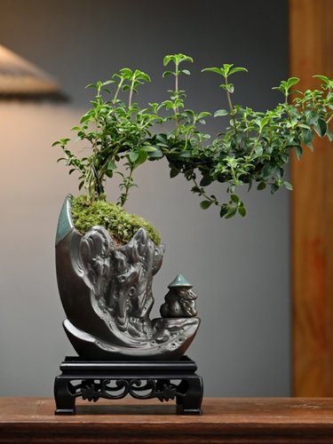 六月雪盆栽办公室桌面好养植物客厅室内摆件禅意盆景茶室黄杨绿植