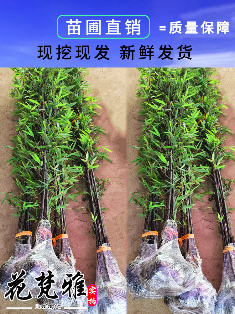 名贵矮化紫竹苗耐寒竹子苗庭院四季常青篱笆种植室内竹子盆栽黑竹