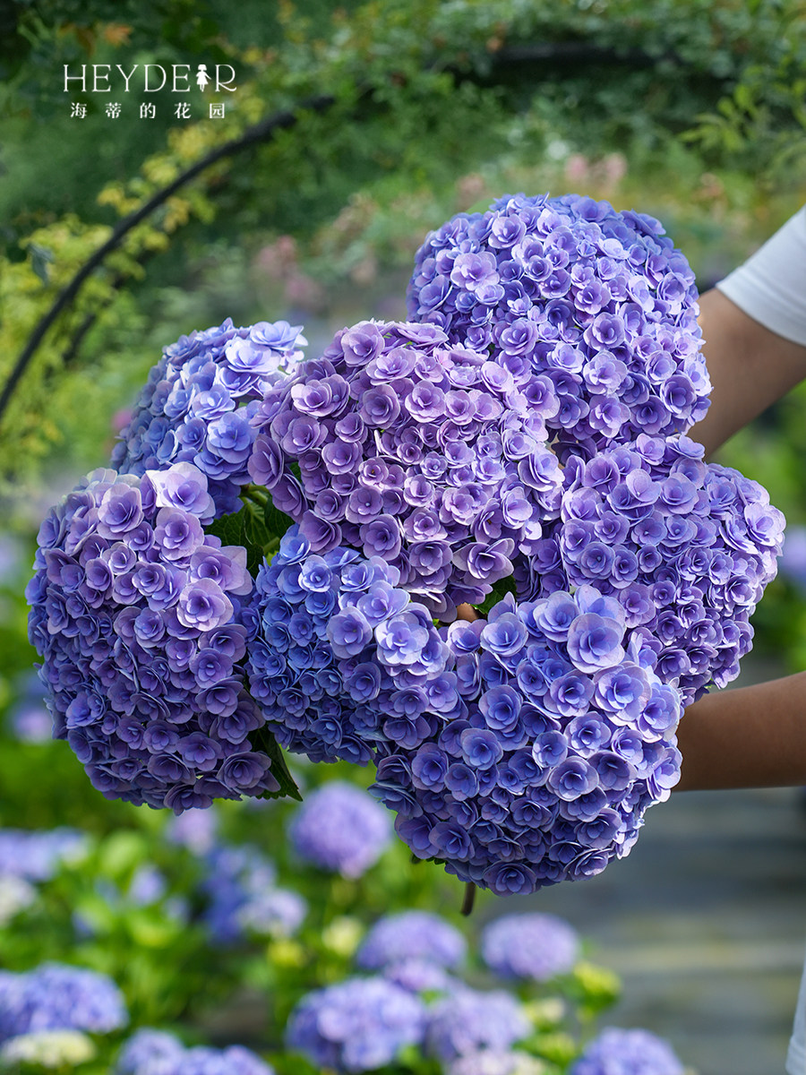 海蒂的花园大花绣球妖精之吻绣球花苗阳台庭院木本花卉盆栽植物