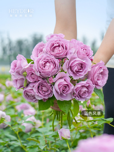 海蒂的花园月季花苗果汁阳台切花朱丽叶庭院阳台好养花卉盆栽苗