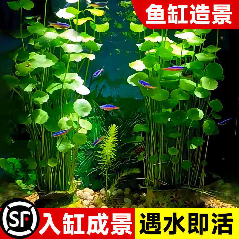 大叶铜钱草水培植物盆栽室内招财精品绿植四季好养客厅水养金钱草