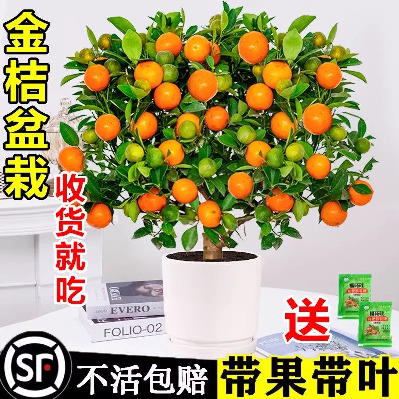 四季金桔树苗盆栽带果可食用客厅招财植物室内外小橘子盆景年宵花