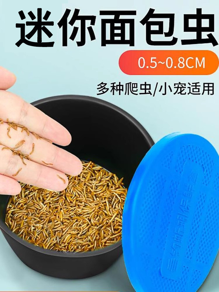 面包虫活虫迷你鲜活大麦黄粉开口虫子角蛙粮守宫蜥蜴壁虎蜘蛛饲料