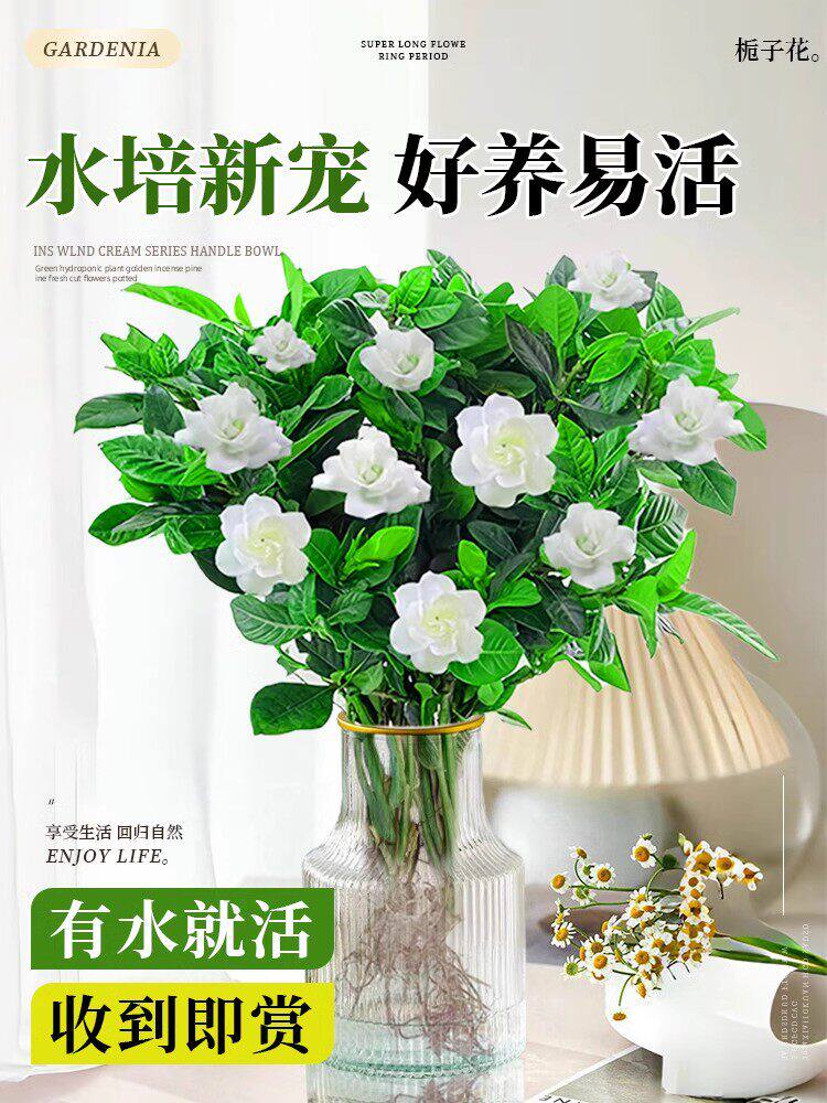 栀子花水培植物花卉盆栽鲜花束带花苞办公室内茉莉花懒人绿植好养