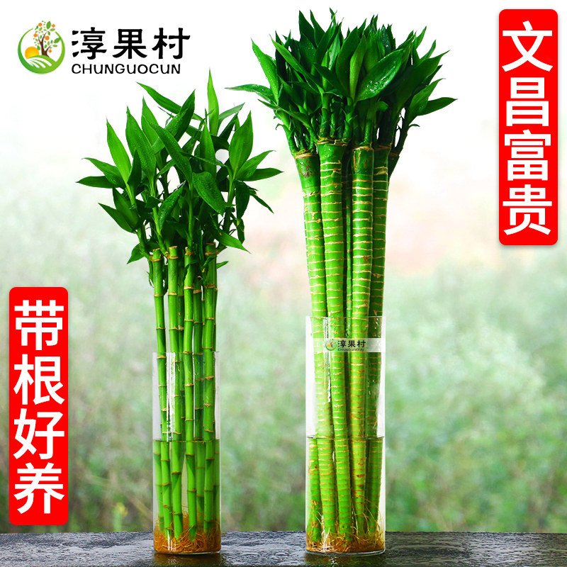 文昌竹4支金榜题名龙竹水培带根富贵竹植物客厅纯水培植物