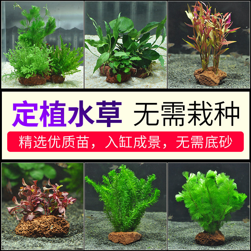 火山石水草鱼缸造景沉木水榕水草活体淡水懒人真水草易活易养