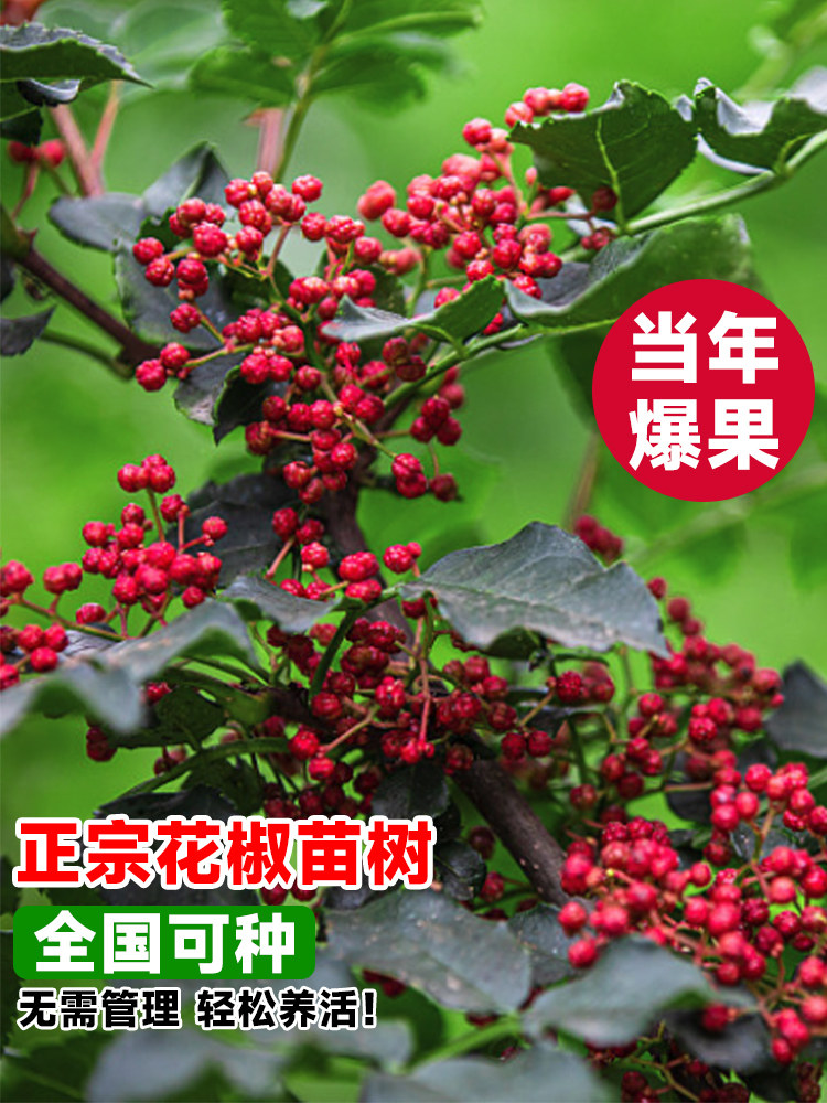 四川汉源大红袍无刺花椒苗当年果图片