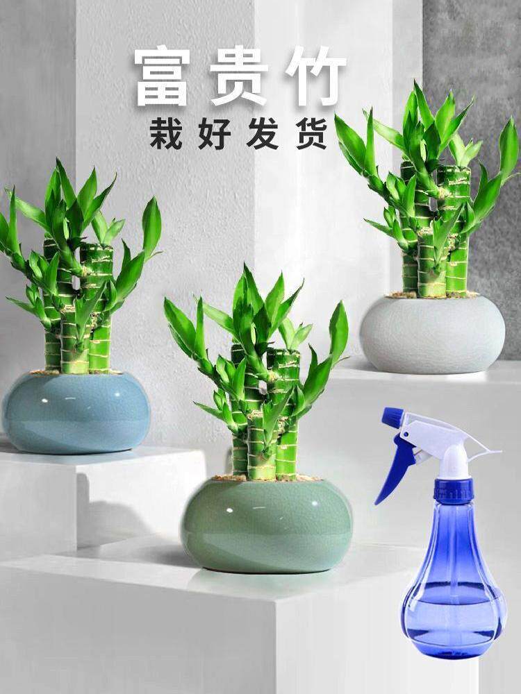 富贵竹植物迷你盆栽花托室内办公室好养文昌竹绿植四季节节高花卉