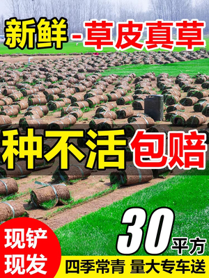 草皮真草坪带泥土庭院别墅台湾草马尼拉草皮带土绿化四季青果岭草