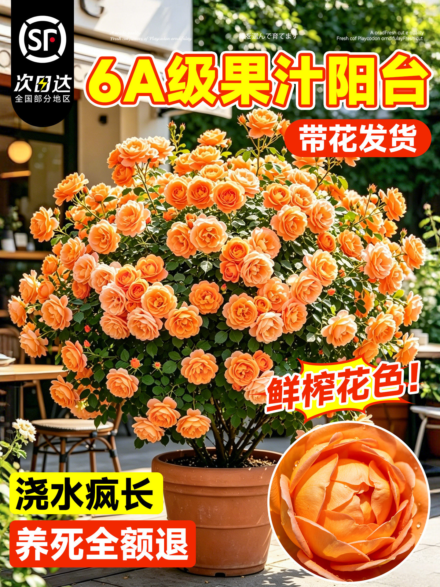 果汁阳台月季花苗灌木大花浓香庭院阳台花园开花玫瑰盆栽特大花卉