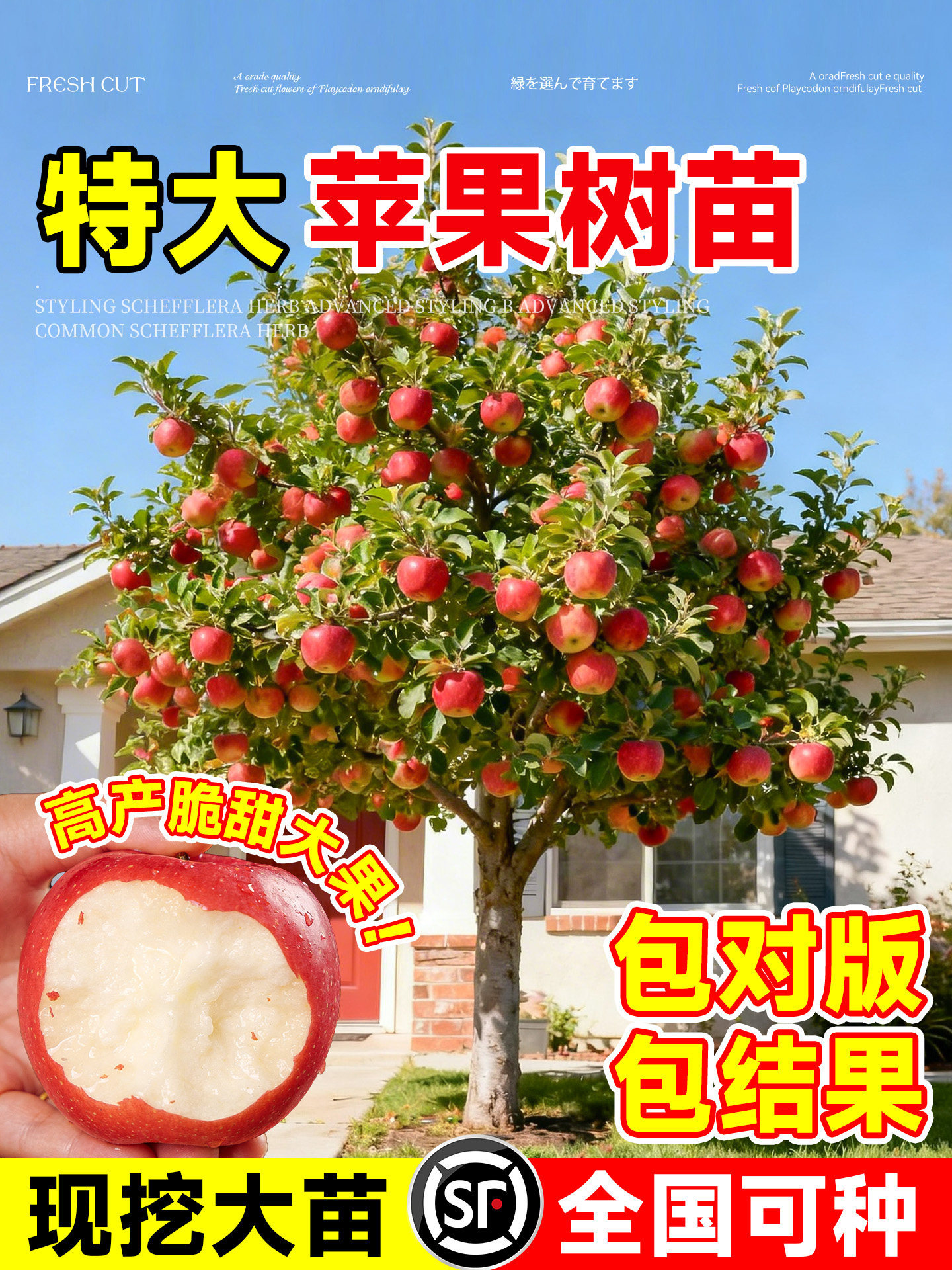 特大号苹果树果苗嫁接红富士冰糖心树苗庭院南北方果树当年结果树