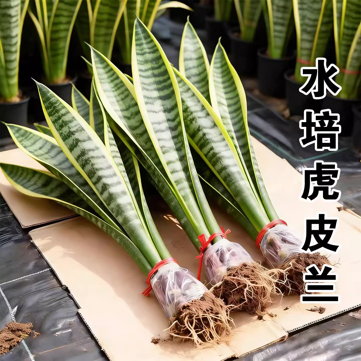 金边虎皮兰绿植盆栽无土纯水培植物室内四季好养懒人客厅桌面绿植