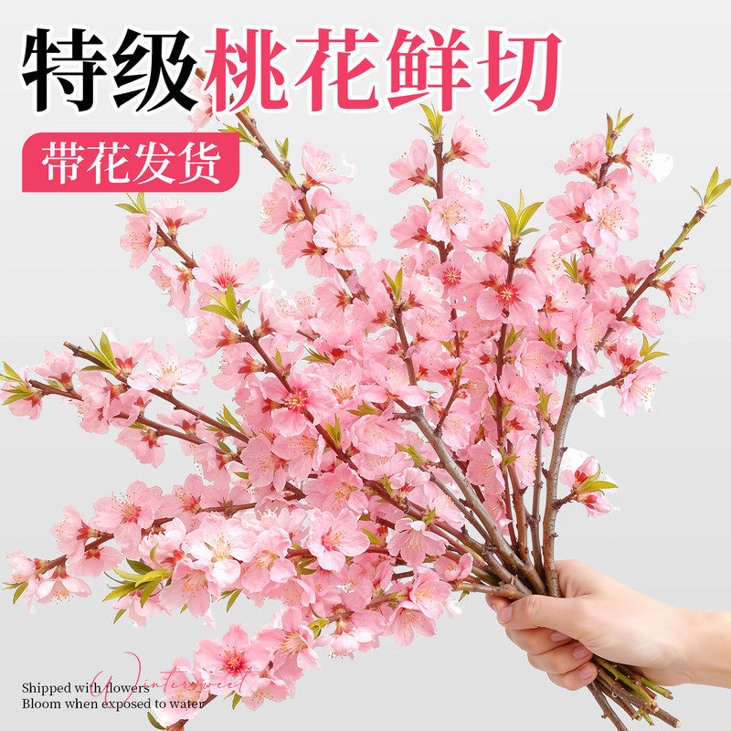 桃花鲜枝带花苞红梅干枝水培鲜花卉雪柳室内植物客厅水养冬季开花
