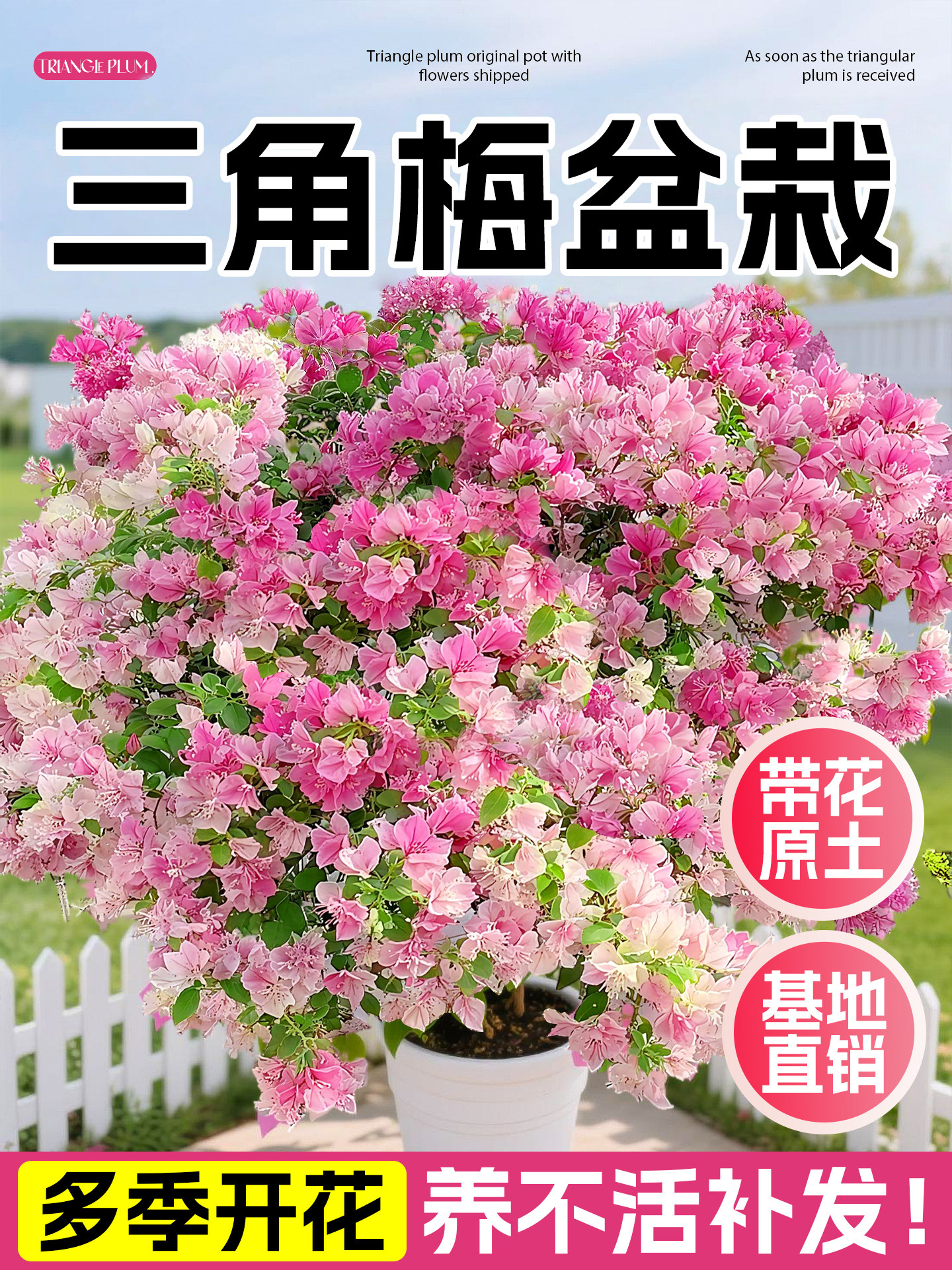 三角梅花树苗盆栽带花垂丝老桩特大苗爬藤重瓣四季好养开花植物